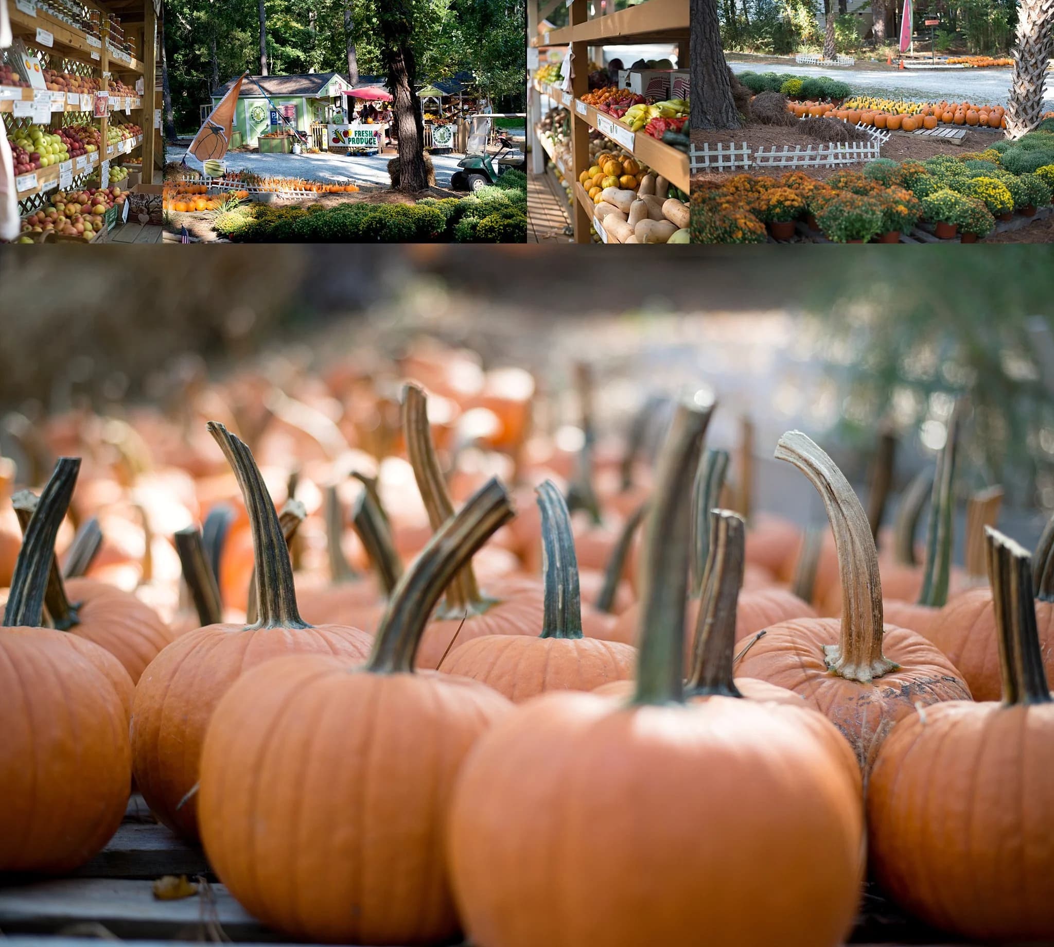 Perkins Orchard cover